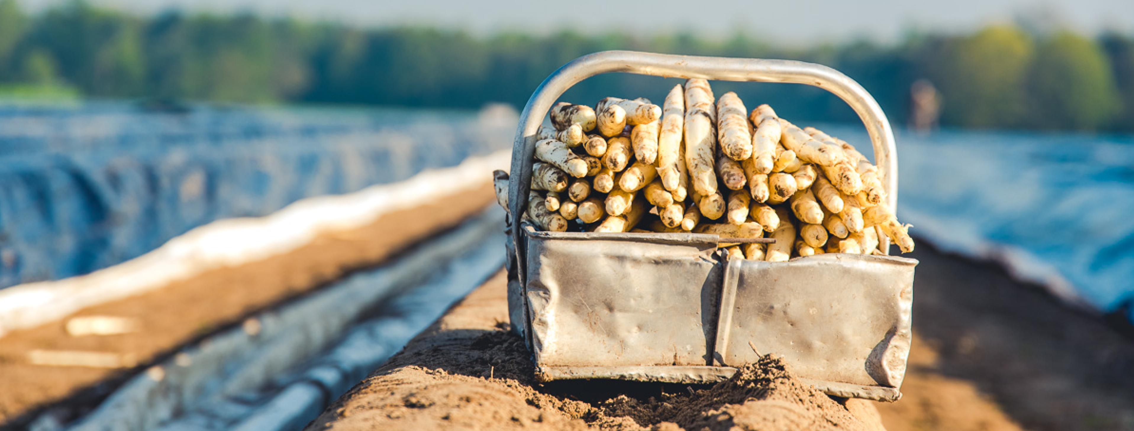 mandje met asperges op aspergebed