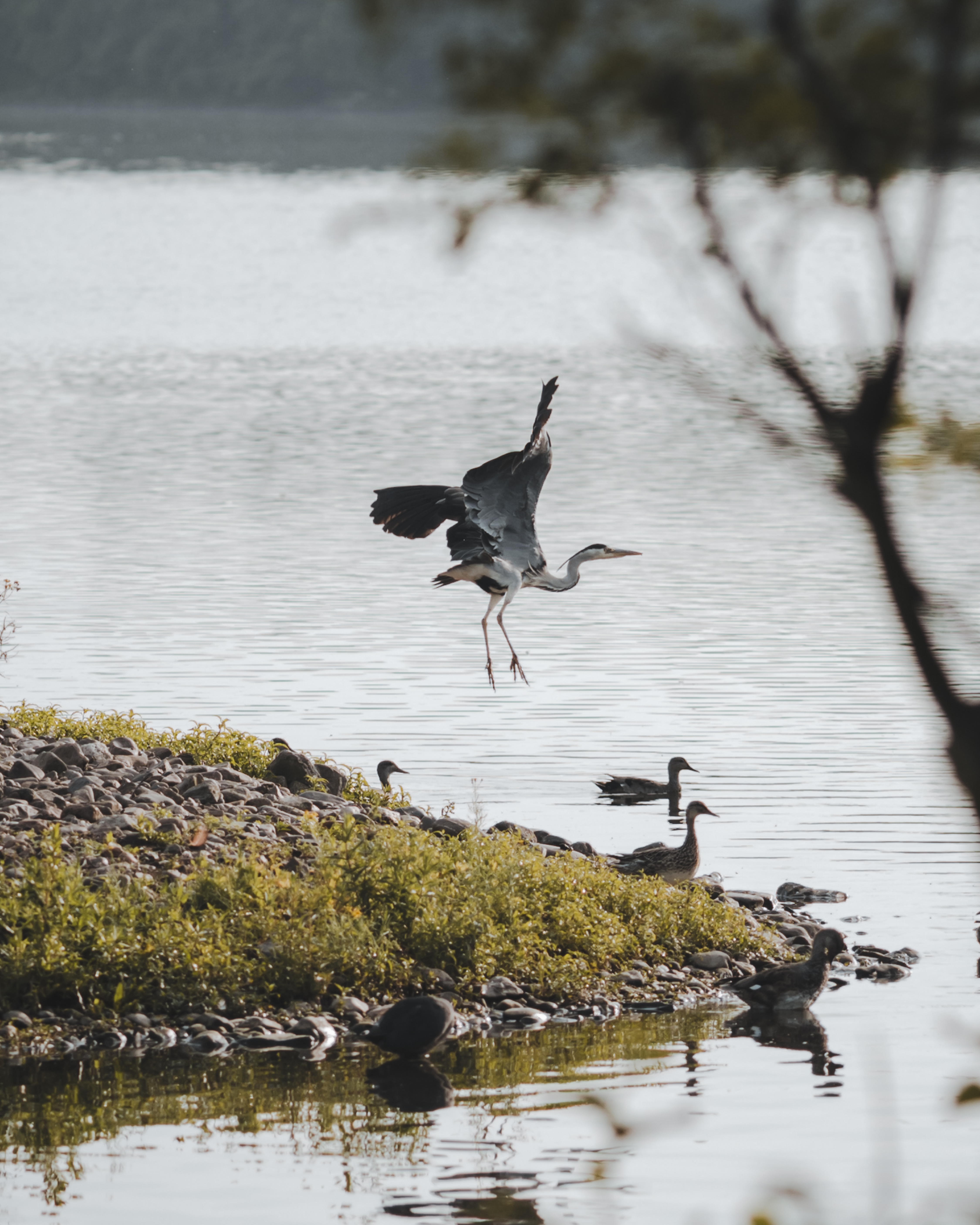 Een blauwe reiger stijgt op vanaf de oever van een rustig meer, met eenden op de voorgrond tussen de stenen en begroeiing. Op de achtergrond reflecteert het water het zachte licht, deels omlijst door takken.