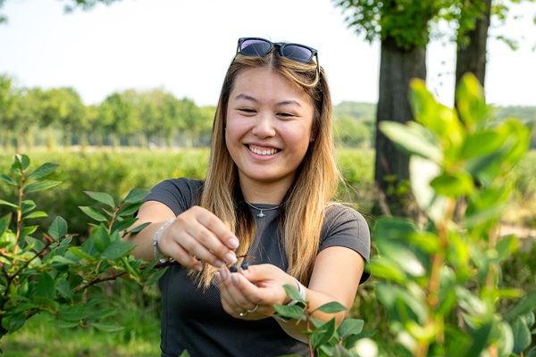 Junge Frau pflückt ihre eigenen Blaubeeren auf einem Bauernhof in Roermond