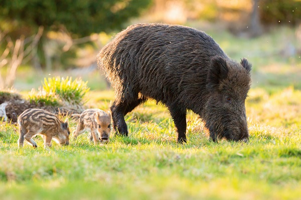 Mama wild boar and 2 piglets