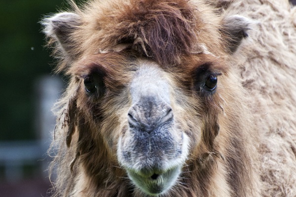 Camel at the Natur- und Tierpark Brüggen looks straight into the camera