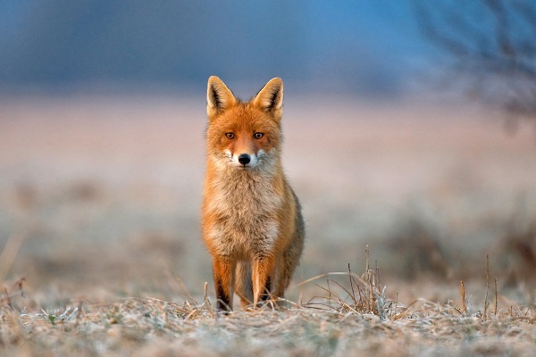 Vos kijkt recht in de camera