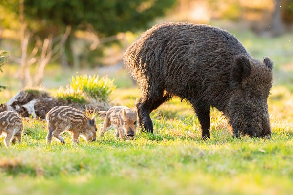 Mama zwijn met haar jonkies aan het grazen in NP De Meinweg