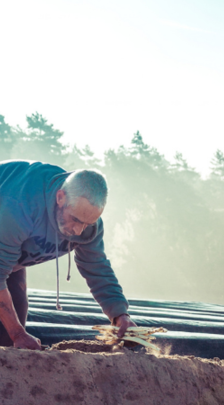 asperge steken 480x450 mobiel